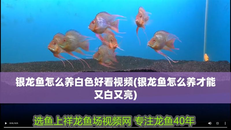 銀龍魚怎么養(yǎng)白色好看視頻(銀龍魚怎么養(yǎng)才能又白又亮)