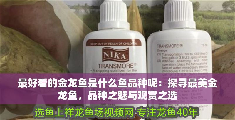 最好看的金龍魚是什么魚品種呢：探尋最美金龍魚，品種之魅與觀賞之選