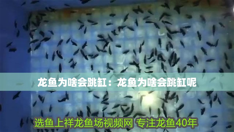 龍魚為啥會跳缸：龍魚為啥會跳缸呢 龍魚為啥會跳缸：龍魚為啥會跳缸呢 水族問答