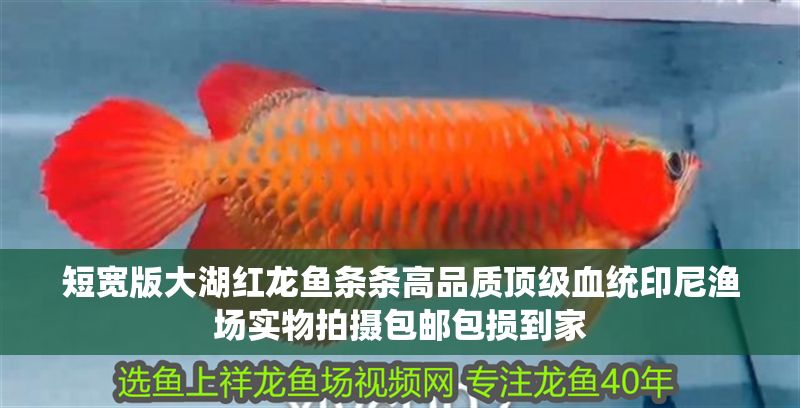 短寬版大湖紅龍魚條條高品質(zhì)頂級血統(tǒng)印尼漁場實(shí)物拍攝包郵包損到家