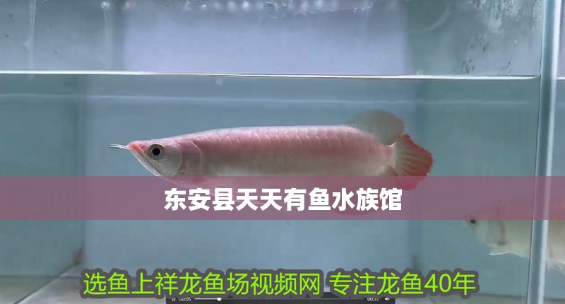 東安縣天天有魚水族館
