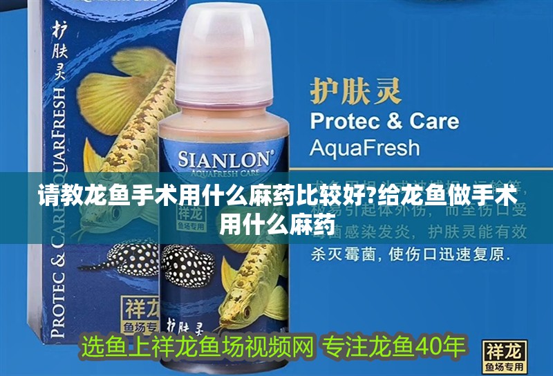 請教龍魚手術用什么麻藥比較好?給龍魚做手術用什么麻藥