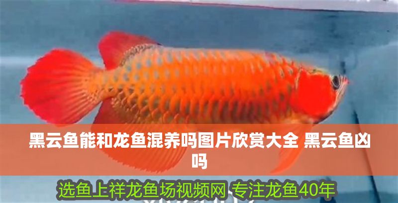 黑云魚能和龍魚混養(yǎng)嗎圖片欣賞大全 黑云魚兇嗎