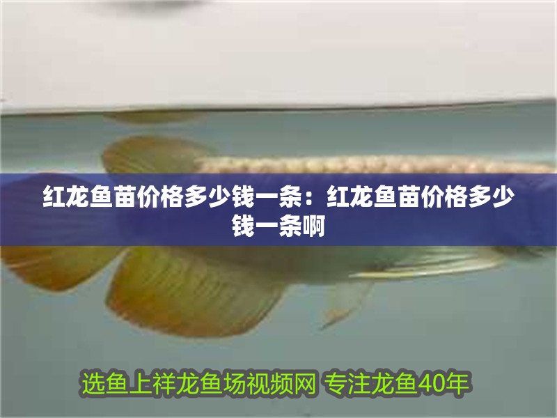 紅龍魚苗價格多少錢一條：紅龍魚苗價格多少錢一條啊