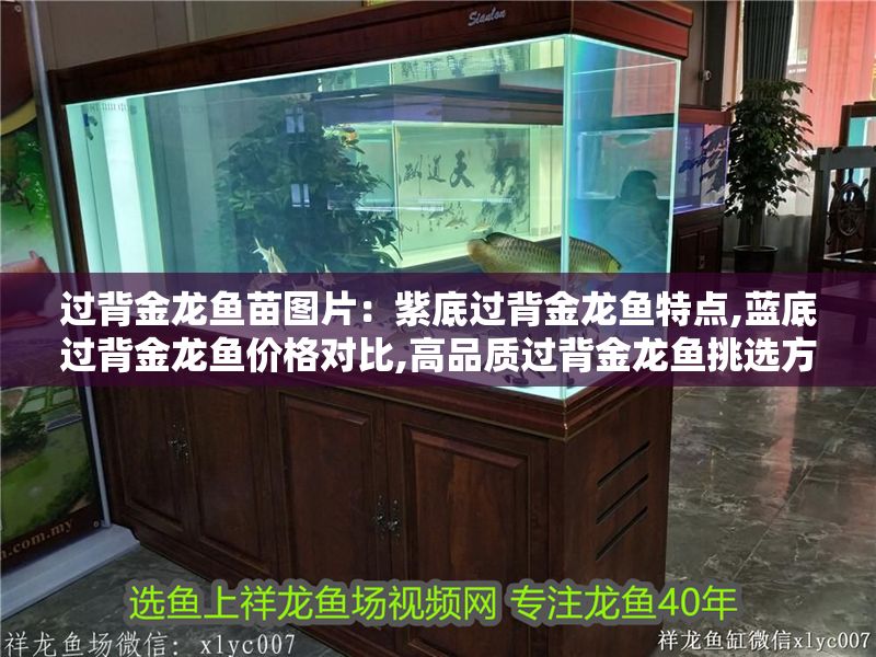 過背金龍魚苗圖片：紫底過背金龍魚特點,藍底過背金龍魚價格對比,高品質過背金龍魚挑選方法