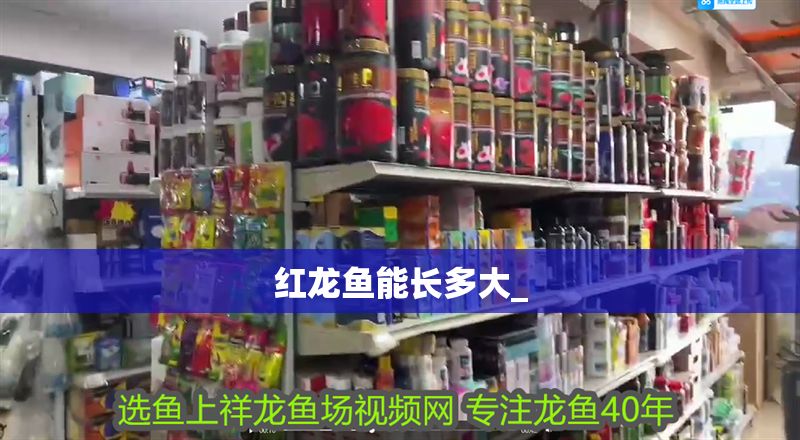 紅龍魚能長多大_