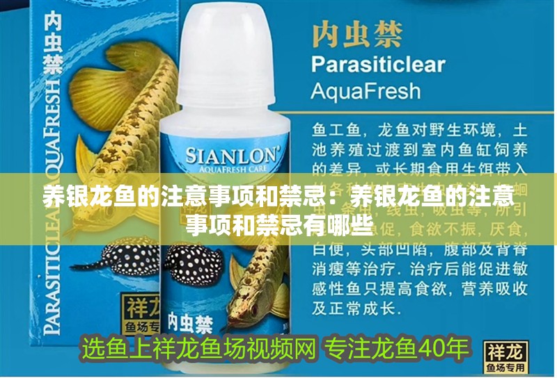 養銀龍魚的注意事項和禁忌：養銀龍魚的注意事項和禁忌有哪些