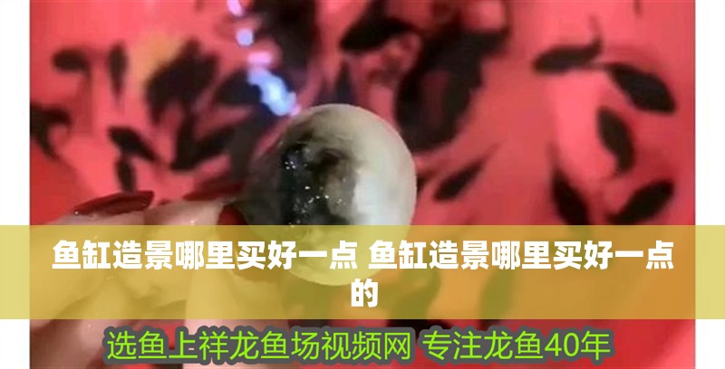 紅龍魚從小到大的變化過程圖：紅龍魚從小到大的變化過程