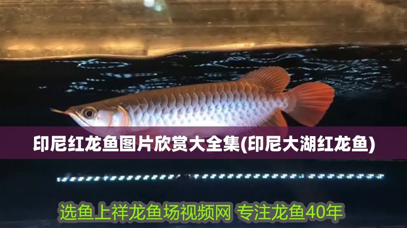 印尼紅龍魚圖片欣賞大全集(印尼大湖紅龍魚)