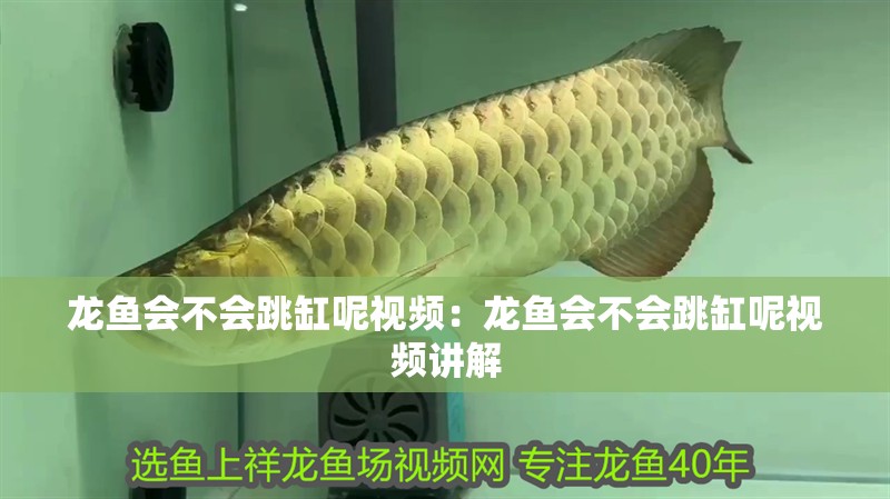 龍魚會不會跳缸呢視頻：龍魚會不會跳缸呢視頻講解