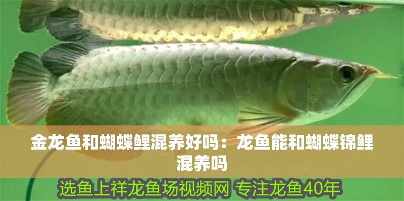 金龍魚和蝴蝶鯉混養好嗎：龍魚能和蝴蝶錦鯉混養嗎