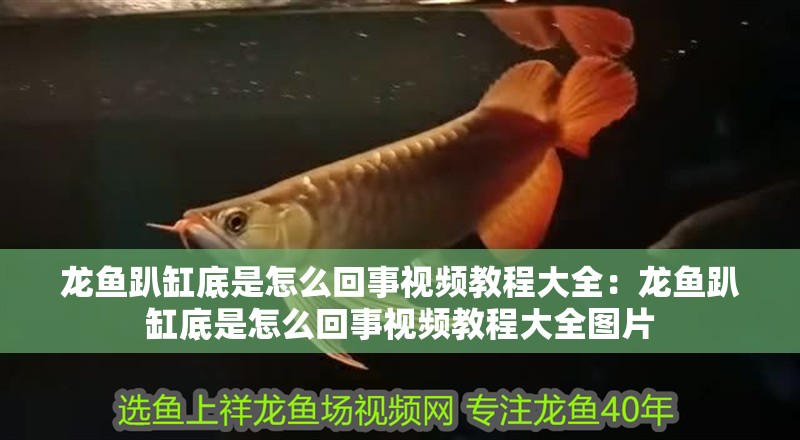 龍魚趴缸底是怎么回事視頻教程大全：龍魚趴缸底是怎么回事視頻教程大全圖片