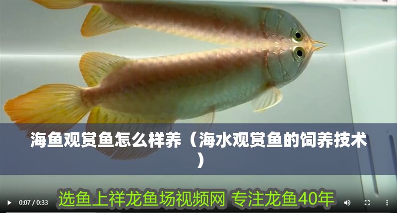 海魚觀賞魚怎么樣養（海水觀賞魚的飼養技術）
