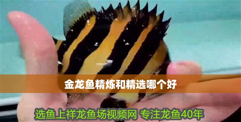 金龍魚精煉和精選哪個好