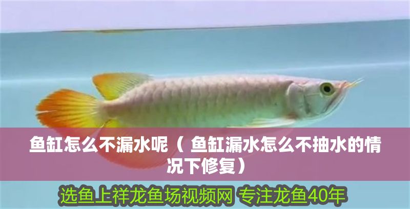 魚缸怎么不漏水呢（ 魚缸漏水怎么不抽水的情況下修復）