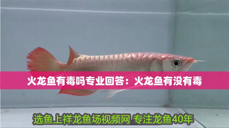火龍魚有毒嗎專業回答：火龍魚有沒有毒