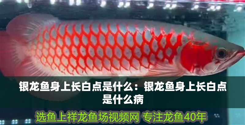 銀龍魚身上長白點是什么：銀龍魚身上長白點是什么病