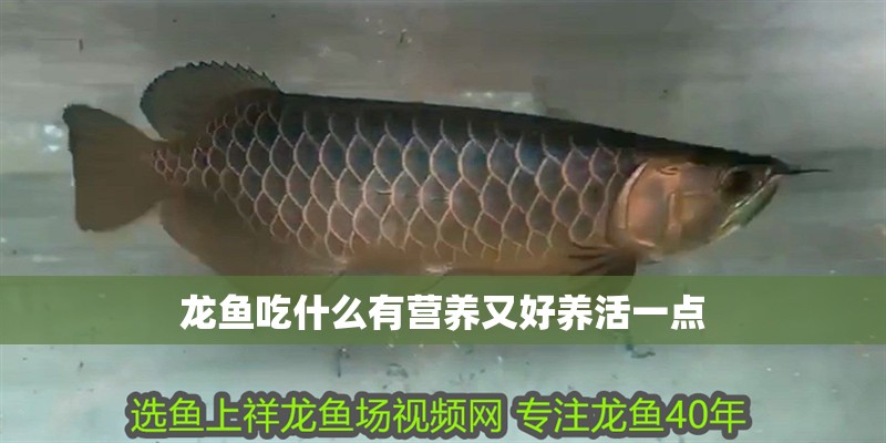 龍魚吃什么有營養又好養活一點