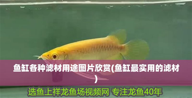 魚(yú)缸各種濾材用途圖片欣賞(魚(yú)缸最實(shí)用的濾材)