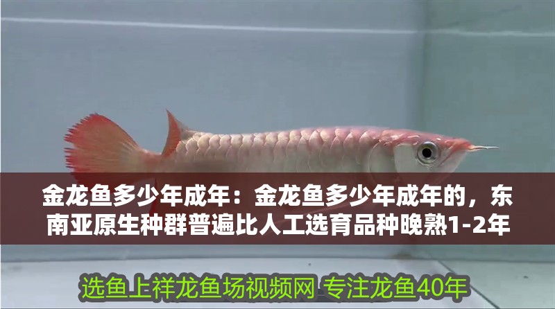 金龍魚多少年成年：金龍魚多少年成年的，東南亞原生種群普遍比人工選育品種晚熟1-2年