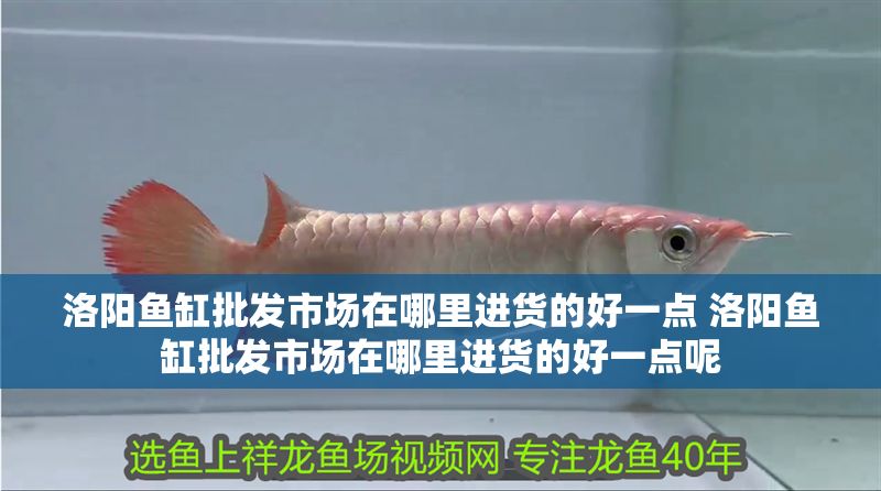 洛陽魚缸批發(fā)市場(chǎng)在哪里進(jìn)貨的好一點(diǎn) 洛陽魚缸批發(fā)市場(chǎng)在哪里進(jìn)貨的好一點(diǎn)呢