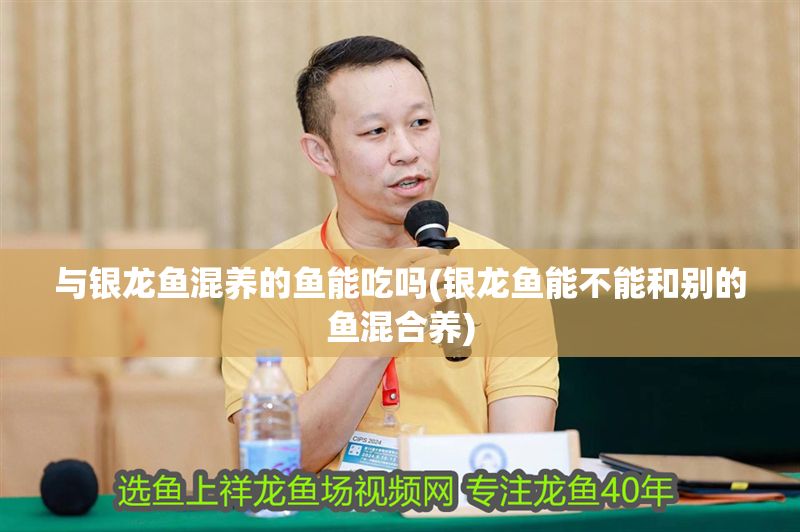 與銀龍魚混養的魚能吃嗎(銀龍魚能不能和別的魚混合養)