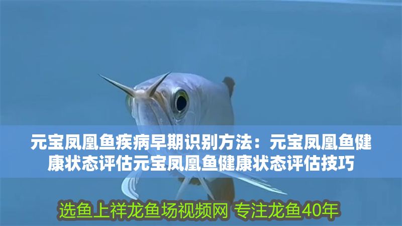 元寶鳳凰魚疾病早期識別方法：元寶鳳凰魚健康狀態評估元寶鳳凰魚健康狀態評估技巧