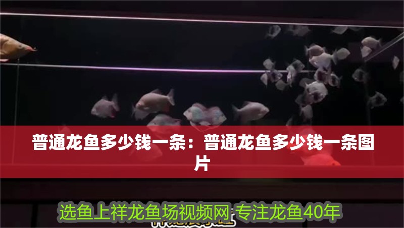 普通龍魚多少錢一條：普通龍魚多少錢一條圖片