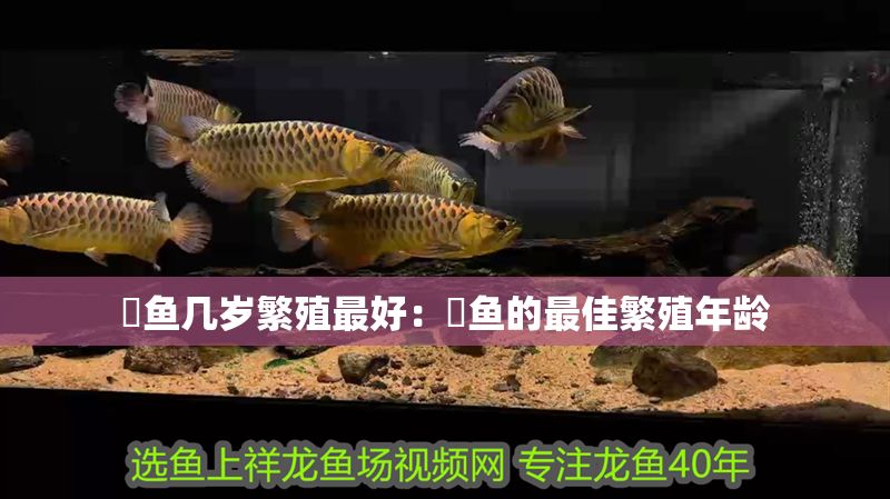 魟魚幾歲繁殖最好：魟魚的最佳繁殖年齡 魟魚幾歲繁殖最好：魟魚的最佳繁殖年齡 魟魚百科 第2張