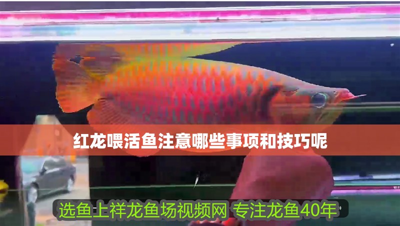 紅龍喂活魚注意哪些事項(xiàng)和技巧呢