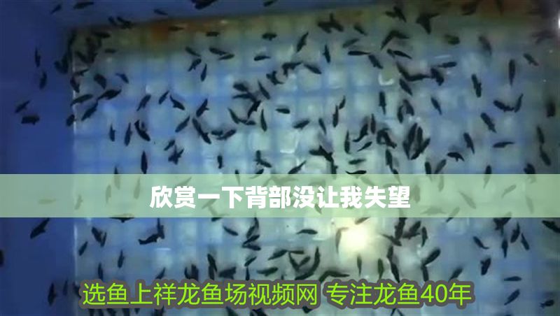 欣賞一下背部沒讓我失望 紅龍魚百科 第4張 欣賞一下背部沒讓我失望 欣賞一下背部沒讓我失望 紅龍魚百科 第4張