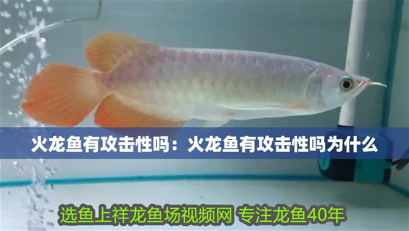 火龍魚有攻擊性嗎：火龍魚有攻擊性嗎為什么
