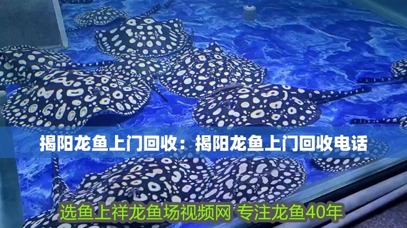 揭陽龍魚上門回收：揭陽龍魚上門回收電話