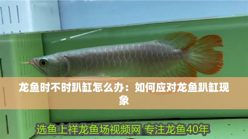 龍魚時不時趴缸怎么辦：如何應對龍魚趴缸現象