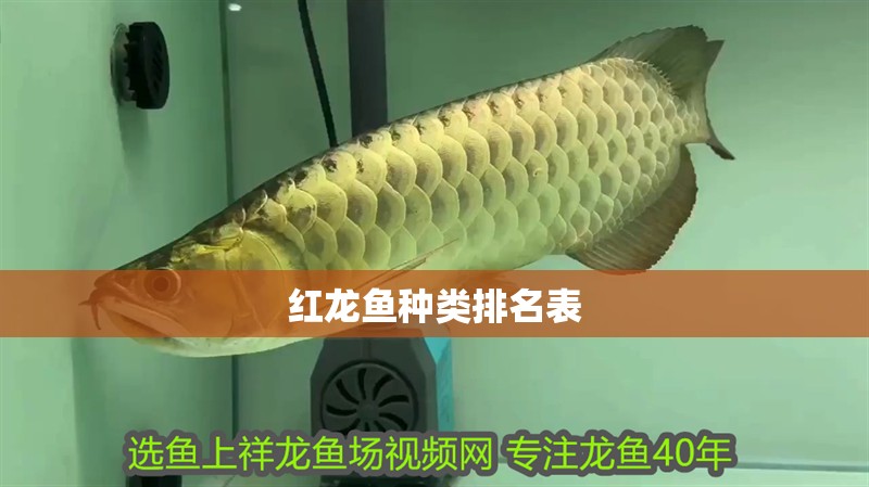 紅龍魚種類排名表
