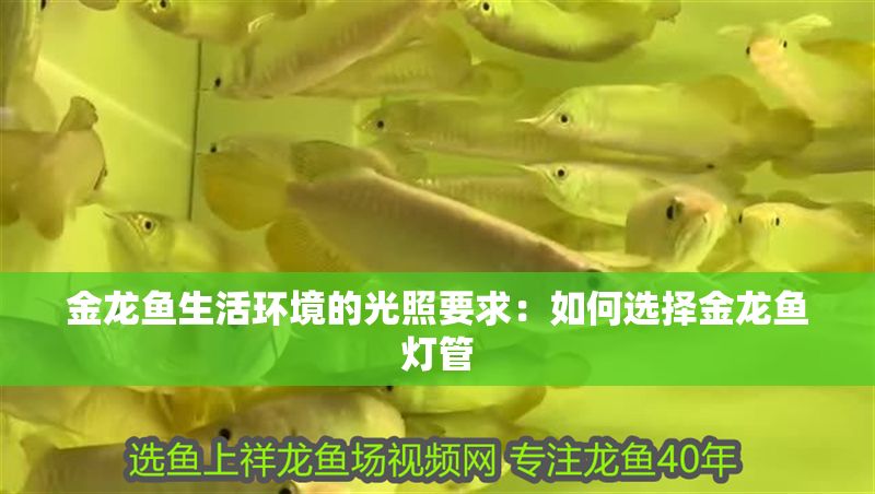 金龍魚(yú)生活環(huán)境的光照要求：如何選擇金龍魚(yú)燈管