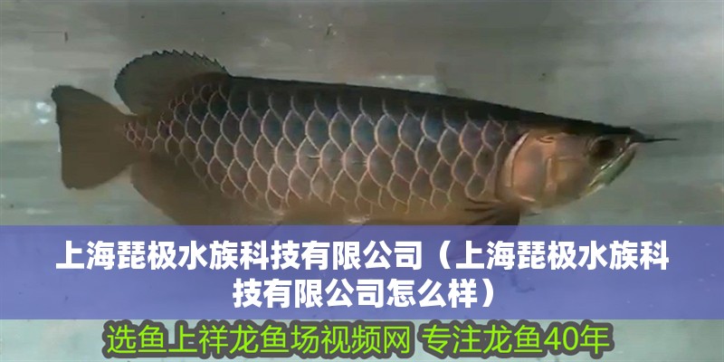 上海琵極水族科技有限公司（上海琵極水族科技有限公司怎么樣）