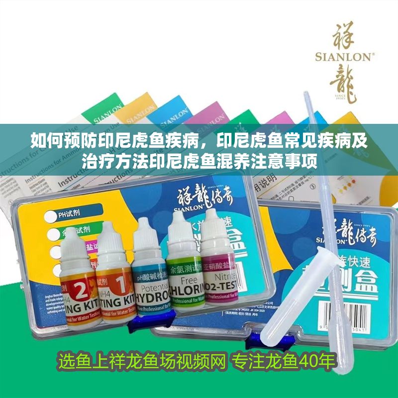 如何預防印尼虎魚疾病，印尼虎魚常見疾病及治療方法印尼虎魚混養注意事項