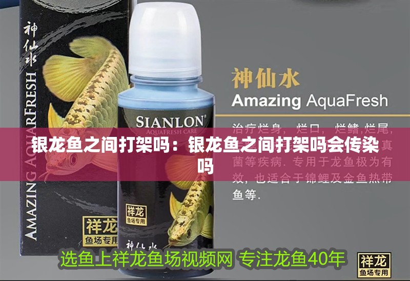 銀龍魚之間打架嗎：銀龍魚之間打架嗎會傳染嗎