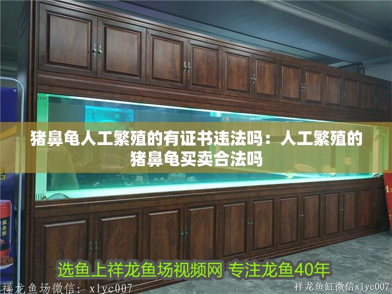 豬鼻龜人工繁殖的有證書違法嗎：人工繁殖的豬鼻龜買賣合法嗎 豬鼻龜人工繁殖的有證書違法嗎：人工繁殖的豬鼻龜買賣合法嗎 豬鼻龜百科 第1張