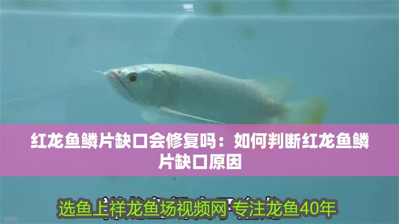 紅龍魚鱗片缺口會修復嗎：如何判斷紅龍魚鱗片缺口原因 紅龍魚鱗片缺口會修復嗎：如何判斷紅龍魚鱗片缺口原因 紅龍魚百科 第1張
