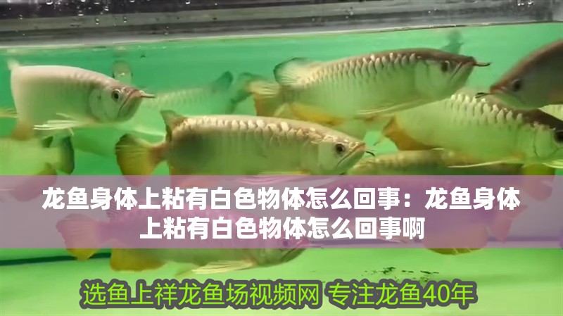 龍魚身體上粘有白色物體怎么回事：龍魚身體上粘有白色物體怎么回事啊