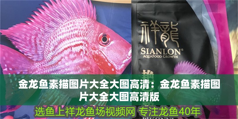 金龍魚素描圖片大全大圖高清：金龍魚素描圖片大全大圖高清版