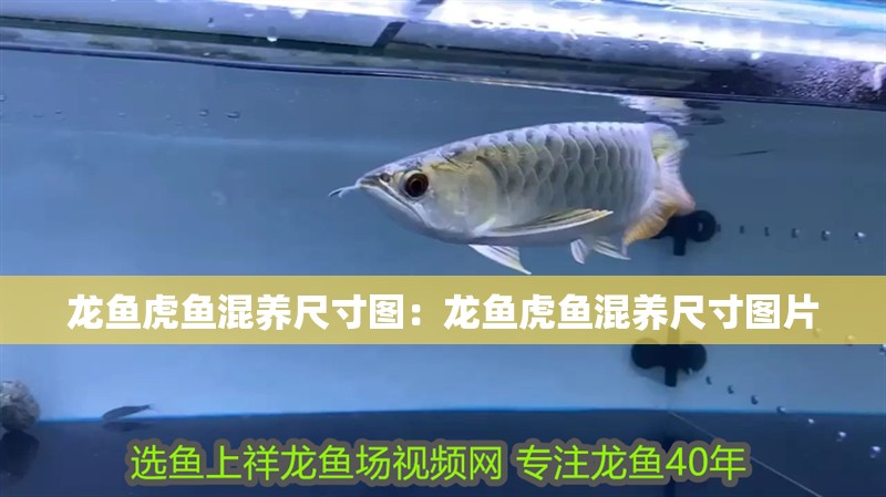 龍魚虎魚混養(yǎng)尺寸圖:龍魚虎魚混養(yǎng)尺寸圖片 水族問答 龍魚虎魚混養(yǎng)尺寸圖:龍魚虎魚混養(yǎng)尺寸圖片 龍魚虎魚混養(yǎng)尺寸圖:龍魚虎魚混養(yǎng)尺寸圖片 水族問答