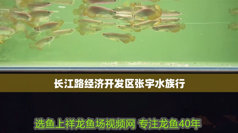 長江路經濟開發區張宇水族行