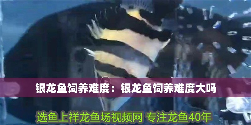 銀龍魚(yú)飼養(yǎng)難度：銀龍魚(yú)飼養(yǎng)難度大嗎
