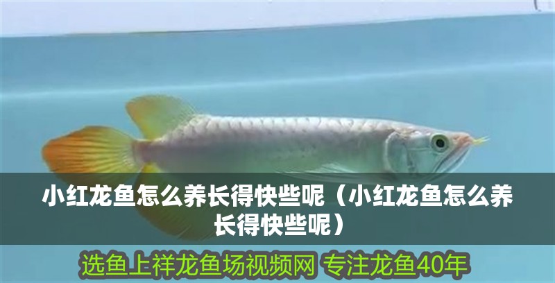 小紅龍魚怎么養(yǎng)長得快些呢（小紅龍魚怎么養(yǎng)長得快些呢）