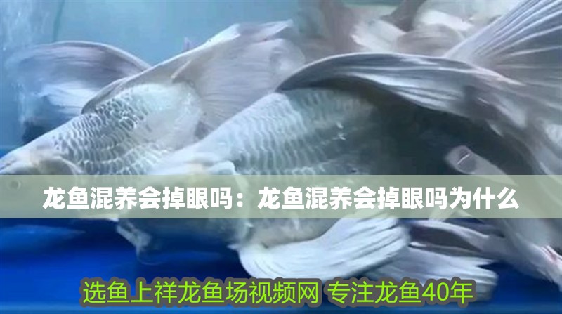 龍魚(yú)混養(yǎng)會(huì)掉眼嗎：龍魚(yú)混養(yǎng)會(huì)掉眼嗎為什么