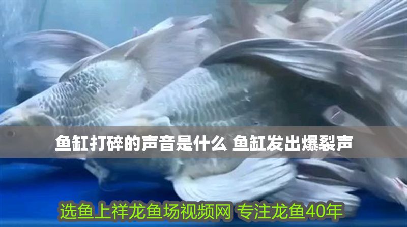 魚缸打碎的聲音是什么 魚缸發出爆裂聲