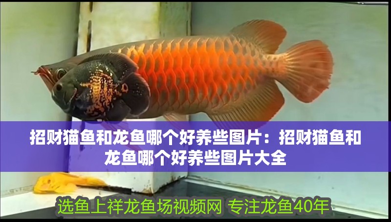 招財(cái)貓魚和龍魚哪個(gè)好養(yǎng)些圖片：招財(cái)貓魚和龍魚哪個(gè)好養(yǎng)些圖片大全